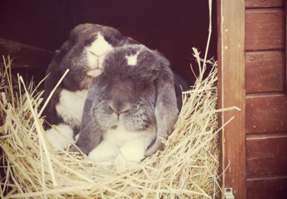 deutsche-widder-senioren